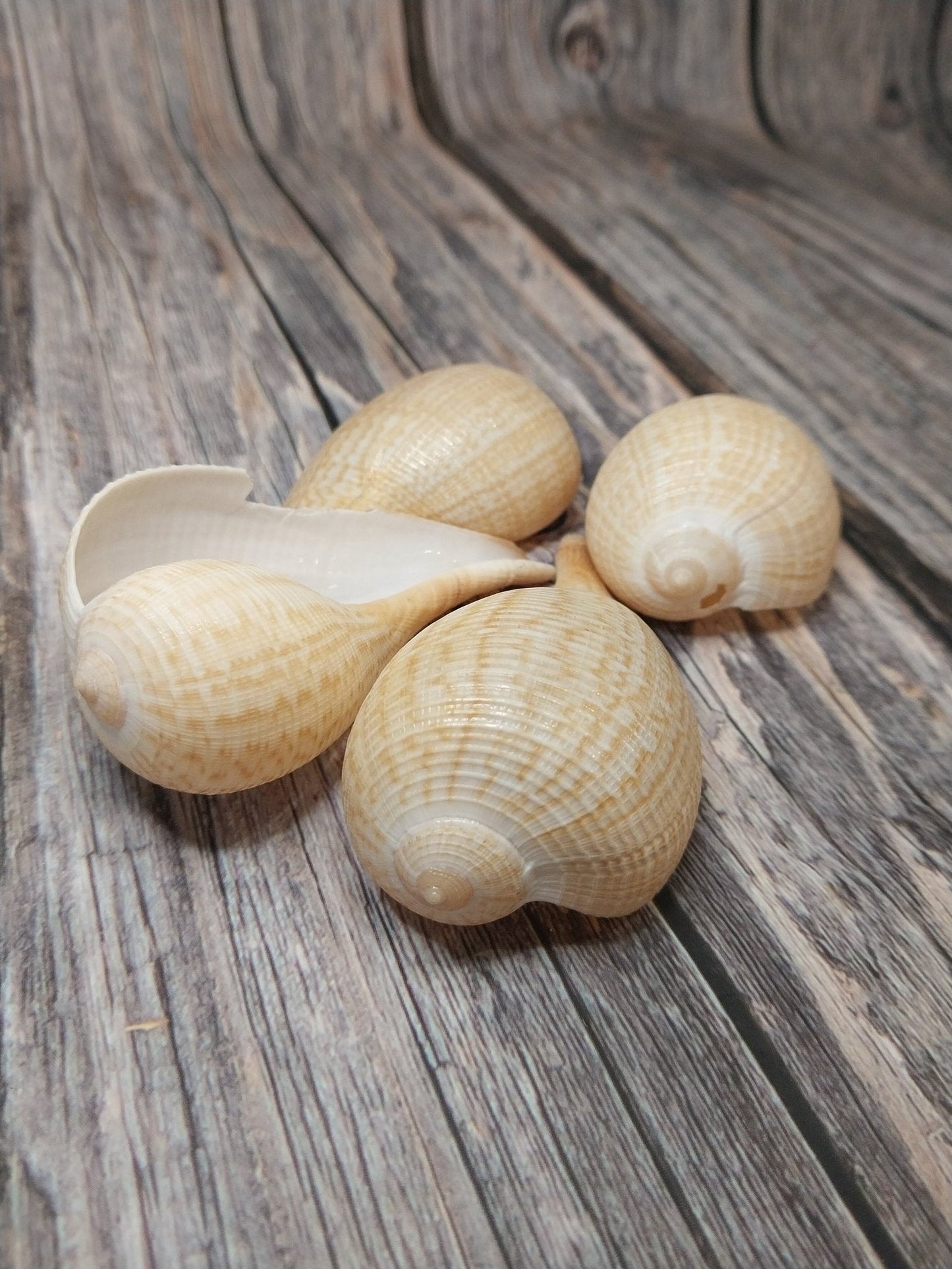 Medium Brown Paper Fig Shell  Ficus papyratia