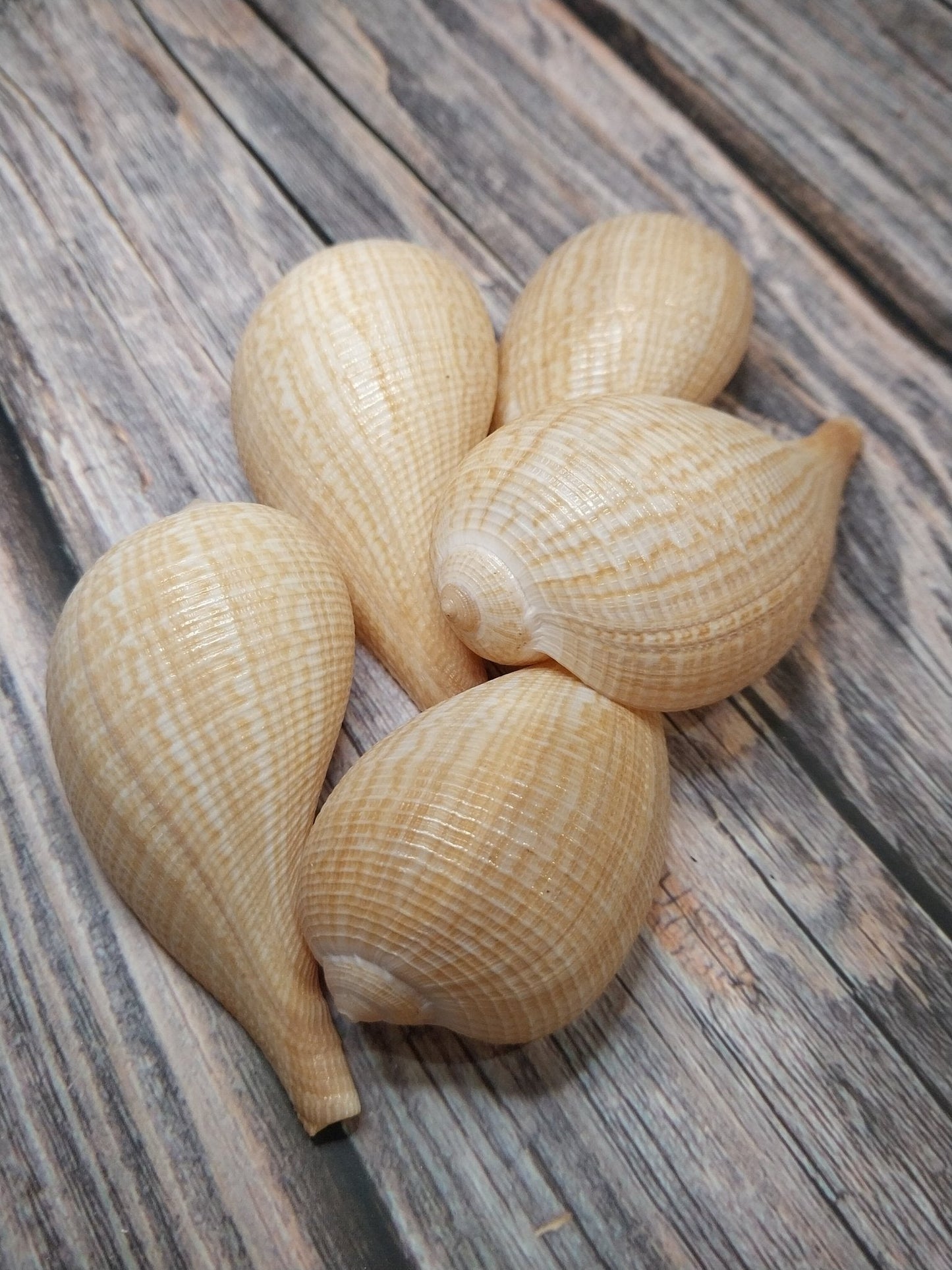 Medium Brown Paper Fig Shell  Ficus papyratia