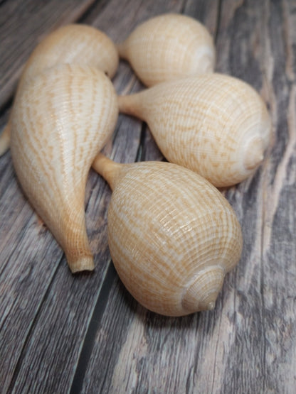 Medium Brown Paper Fig Shell  Ficus papyratia