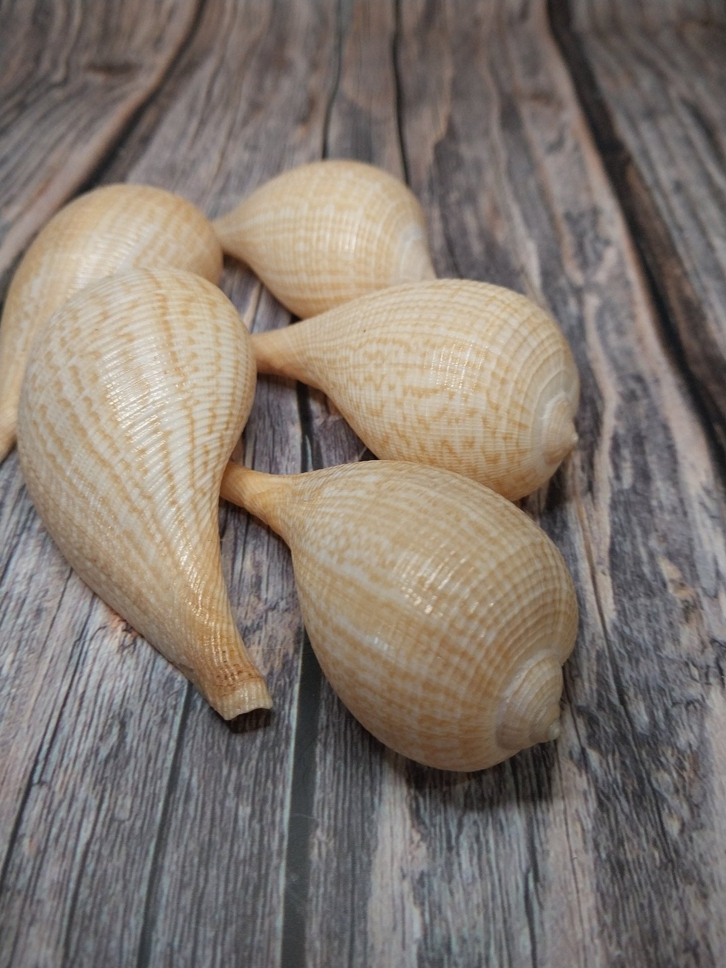Medium Brown Paper Fig Shell  Ficus papyratia