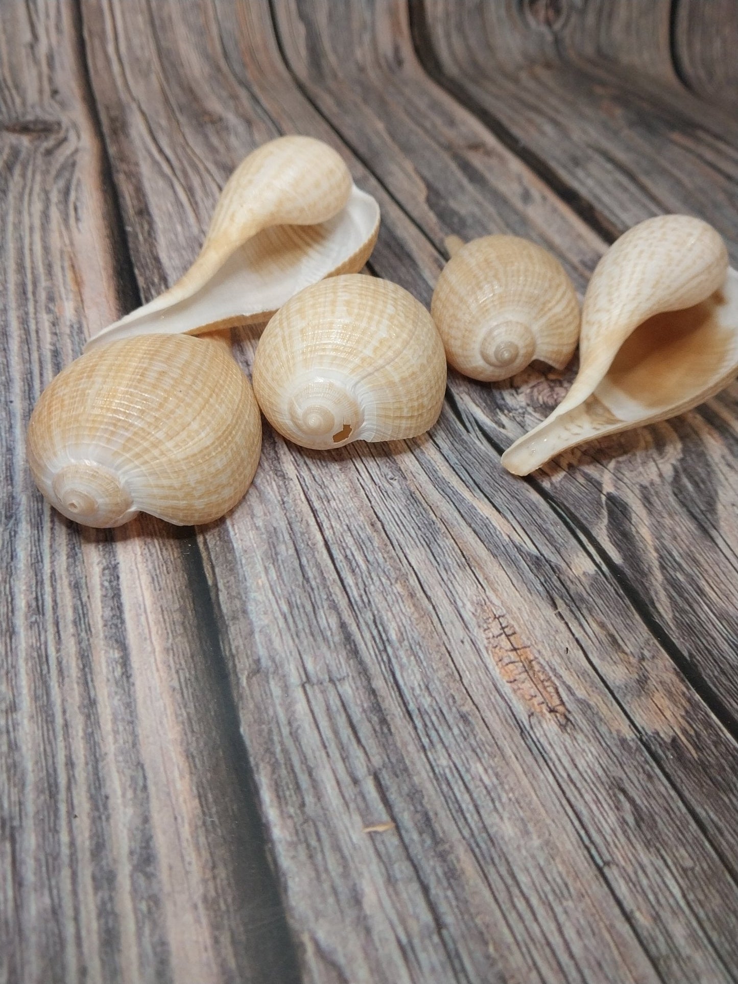 Medium Brown Paper Fig Shell  Ficus papyratia