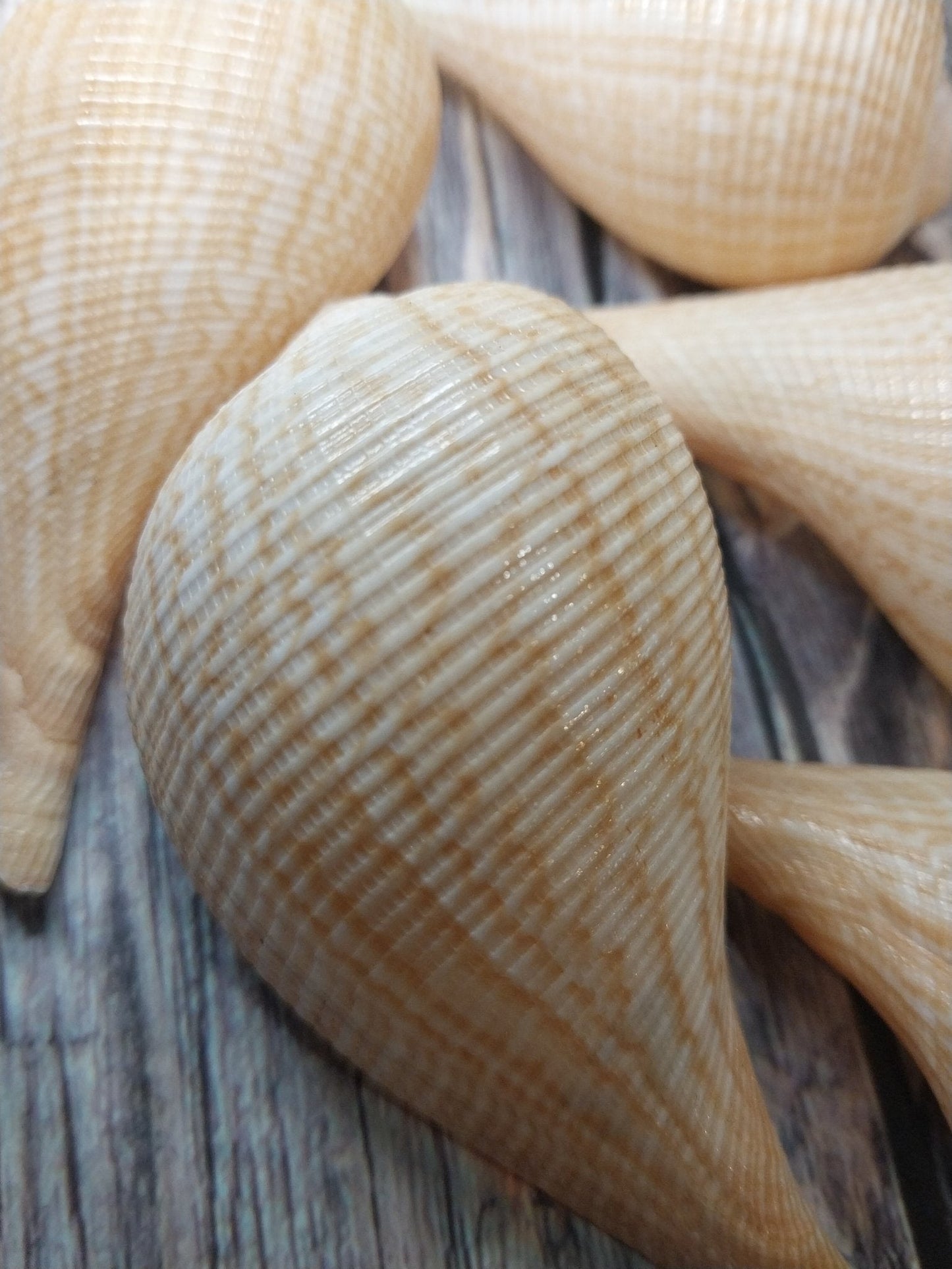 Medium Brown Paper Fig Shell  Ficus papyratia