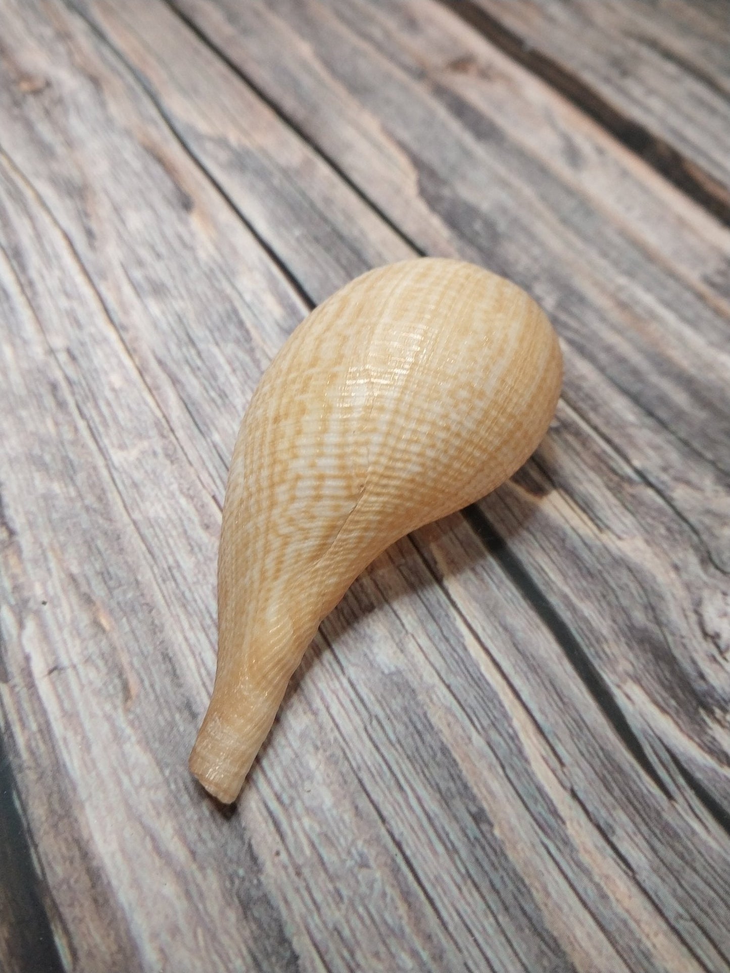 Medium Brown Paper Fig Shell  Ficus papyratia