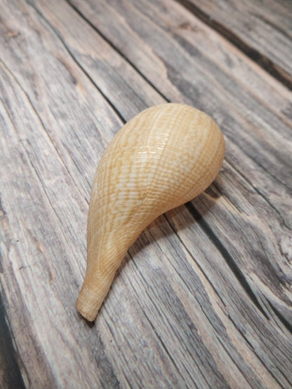 Medium Brown Paper Fig Shell  Ficus papyratia