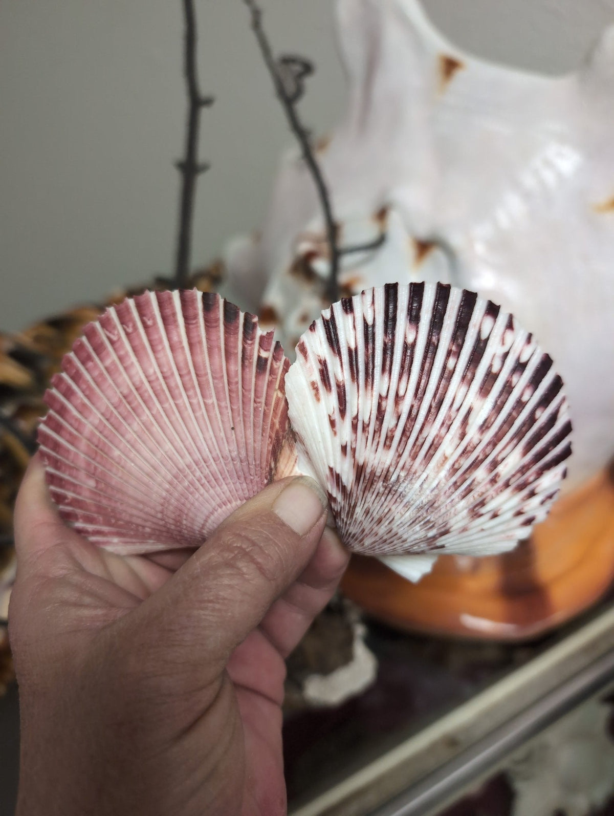 Purple Scallop Shells (Argopecten purpuratus)