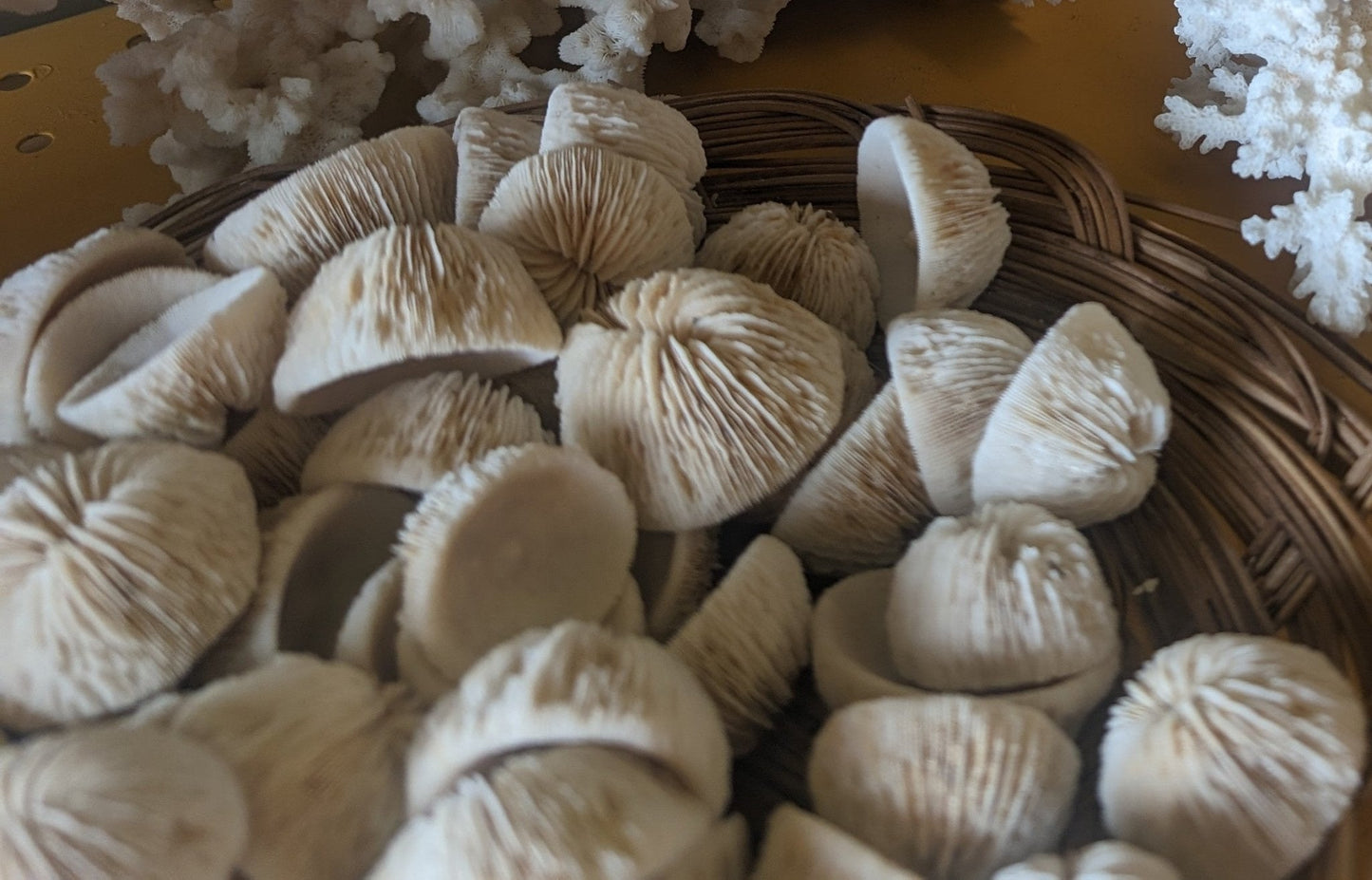 Mini Button Mushroom Corals