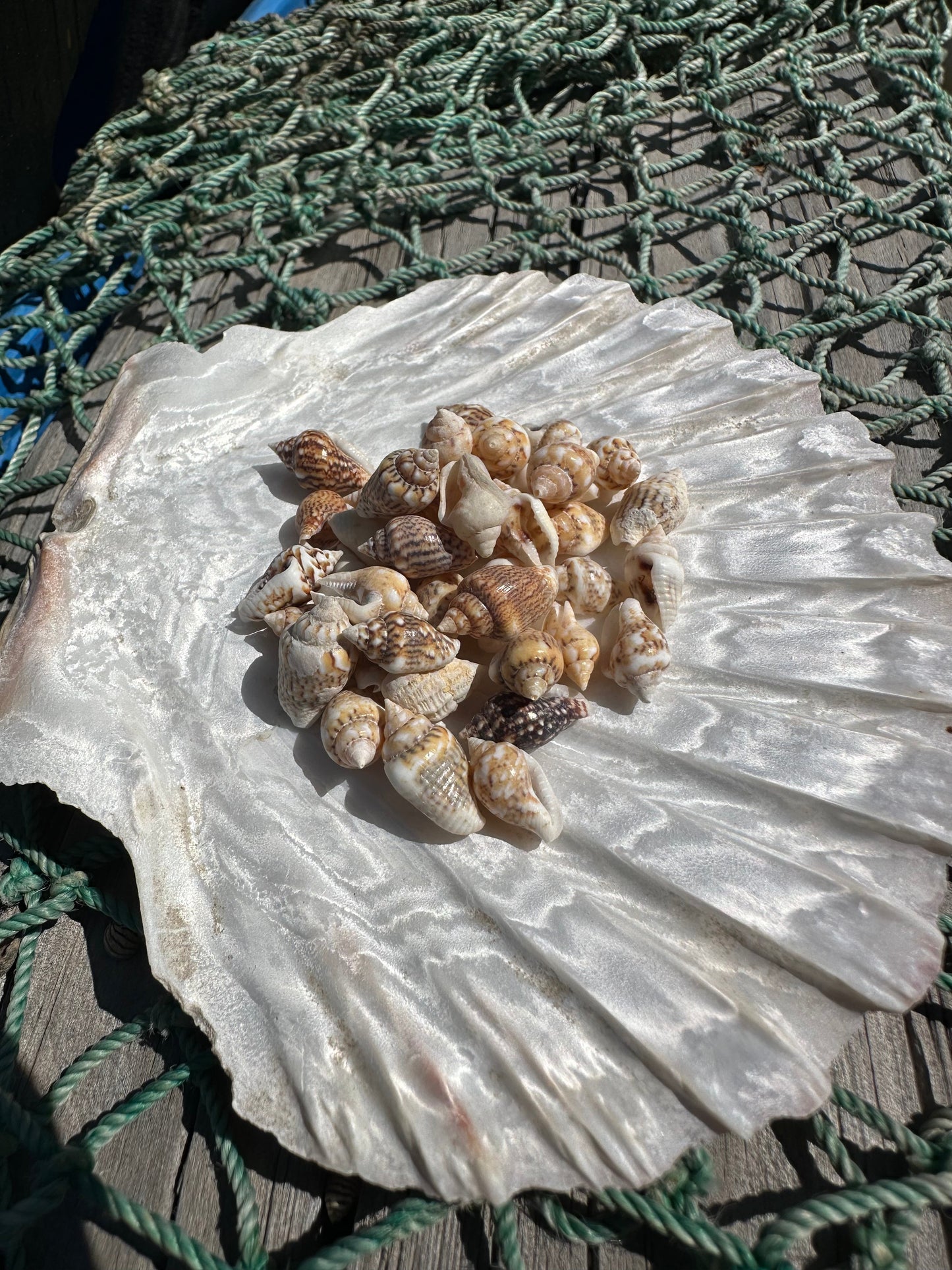 Mini Natural Nassa Shell Mix