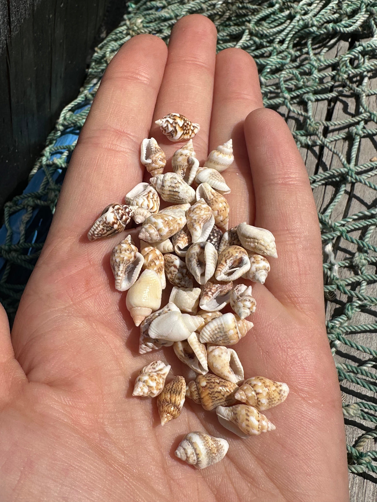 Mini Natural Nassa Shell Mix