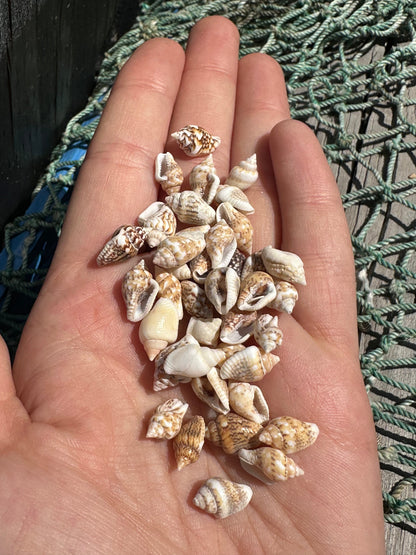 Mini Natural Nassa Shell Mix