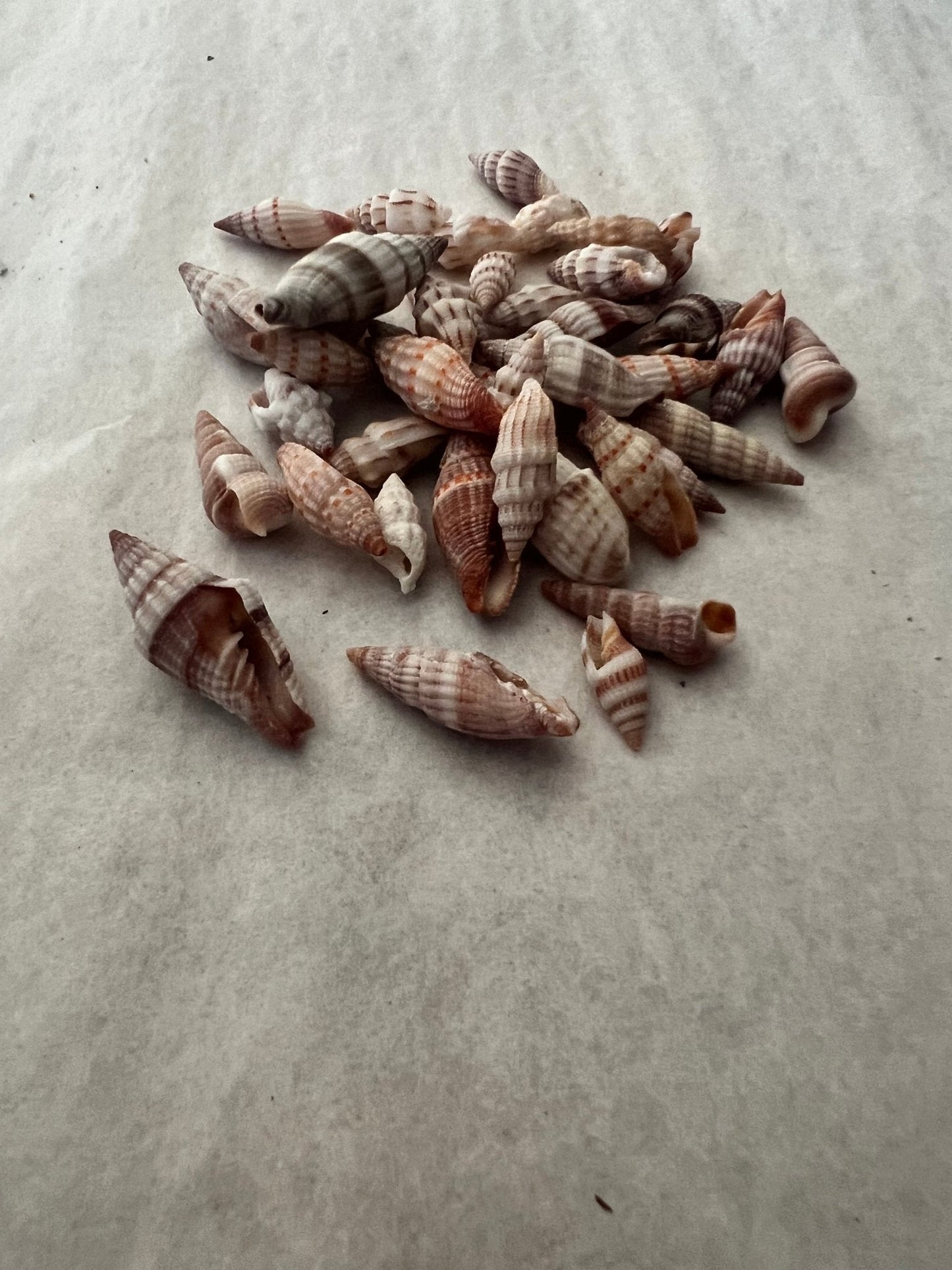 Mitra Miter Shell