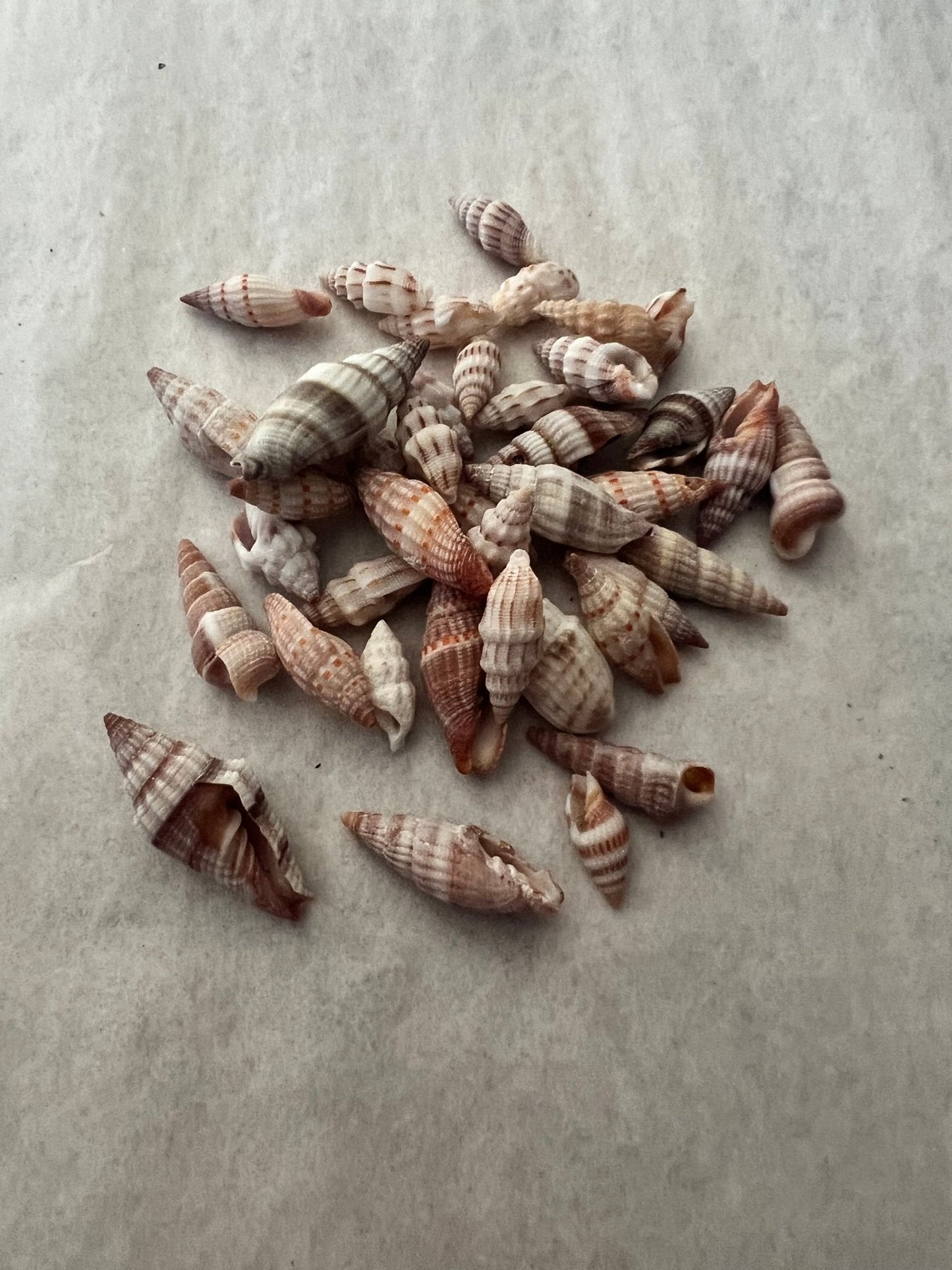 Mitra Miter Shell