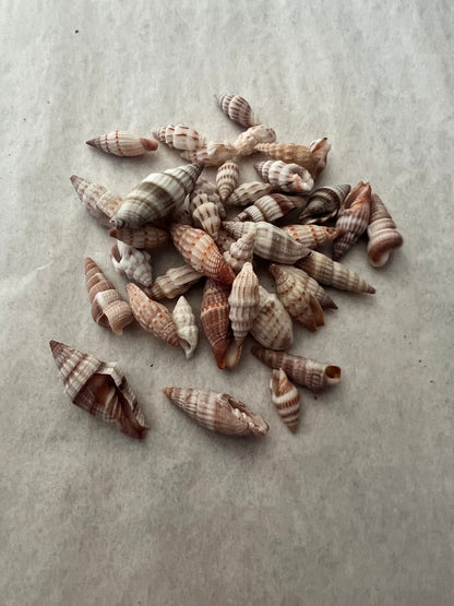 Mitra Miter Shell
