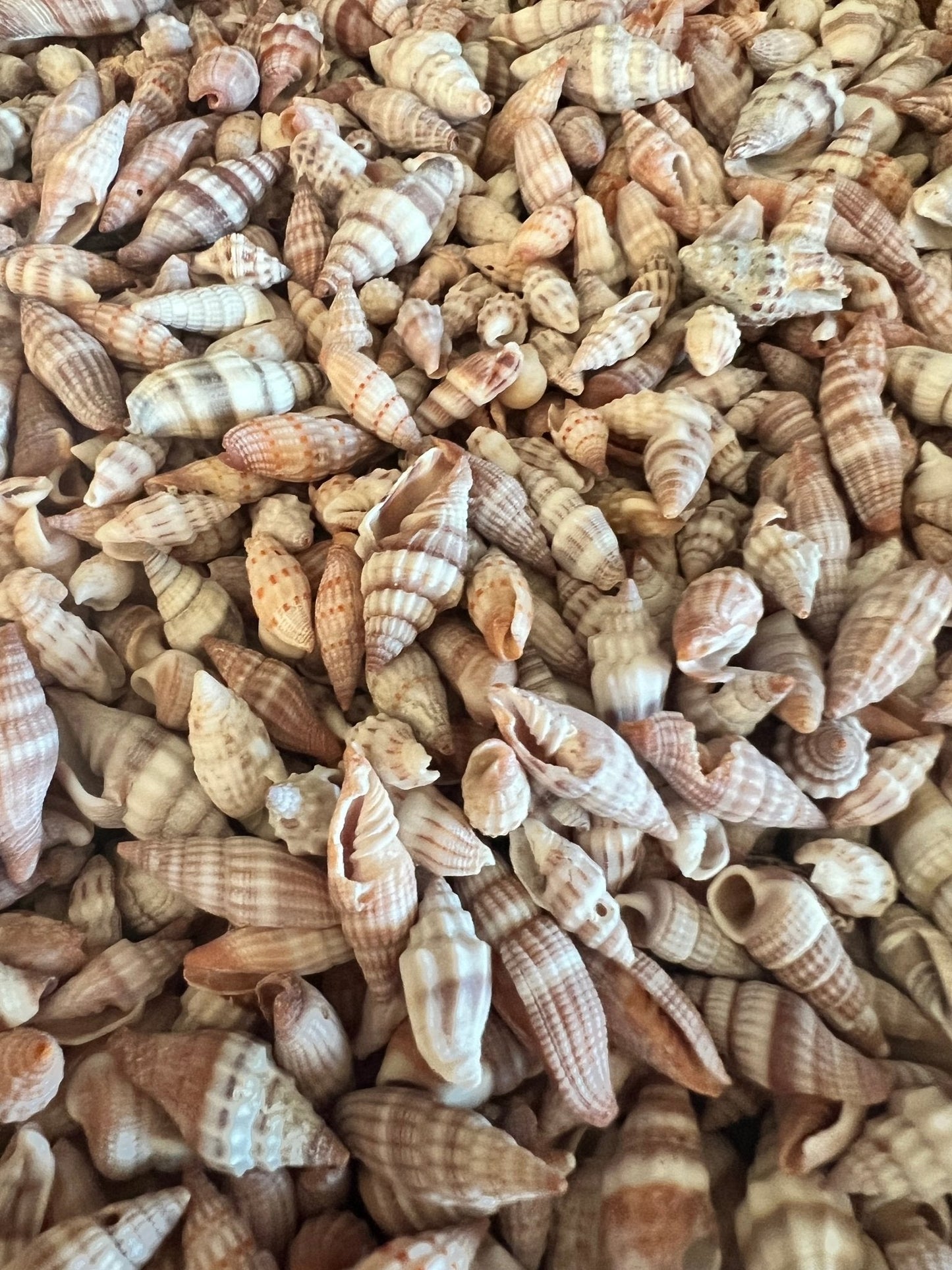 Mitra Miter Shell