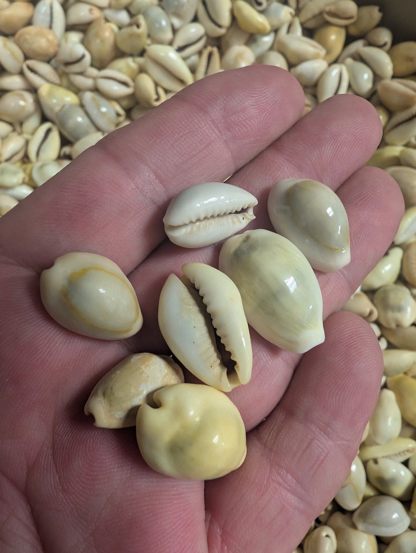 Mixed Cowrie Shells