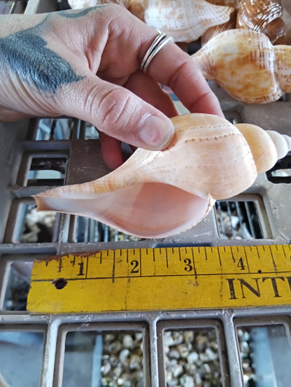 Mixed Tulip Shells (Fasciolaria Tulipa) Banded & True