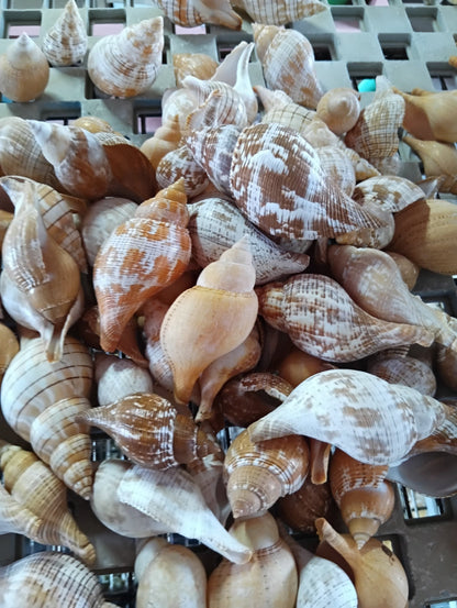 Mixed Tulip Shells (Fasciolaria Tulipa) Banded & True