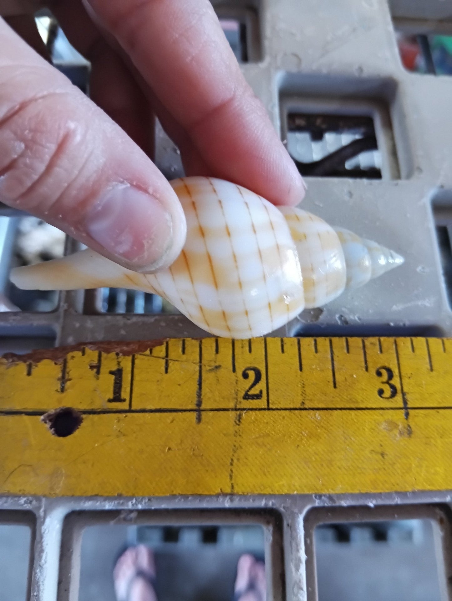 Mixed Tulip Shells (Fasciolaria Tulipa) Banded & True
