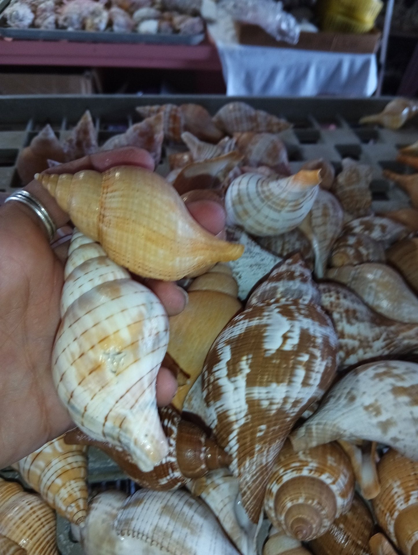 Mixed Tulip Shells (Fasciolaria Tulipa) Banded & True