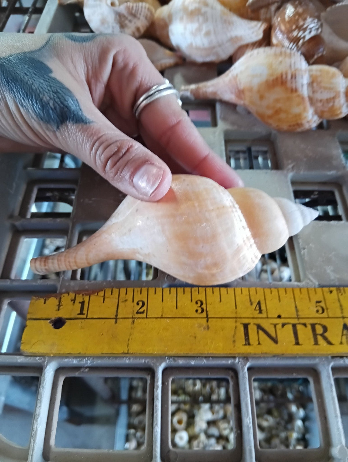 Mixed Tulip Shells (Fasciolaria Tulipa) Banded & True