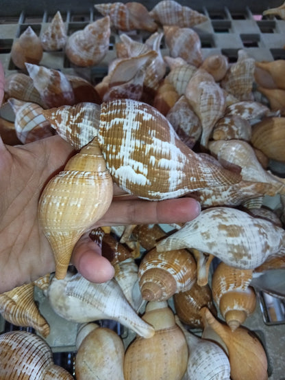 Mixed Tulip Shells (Fasciolaria Tulipa) Banded & True