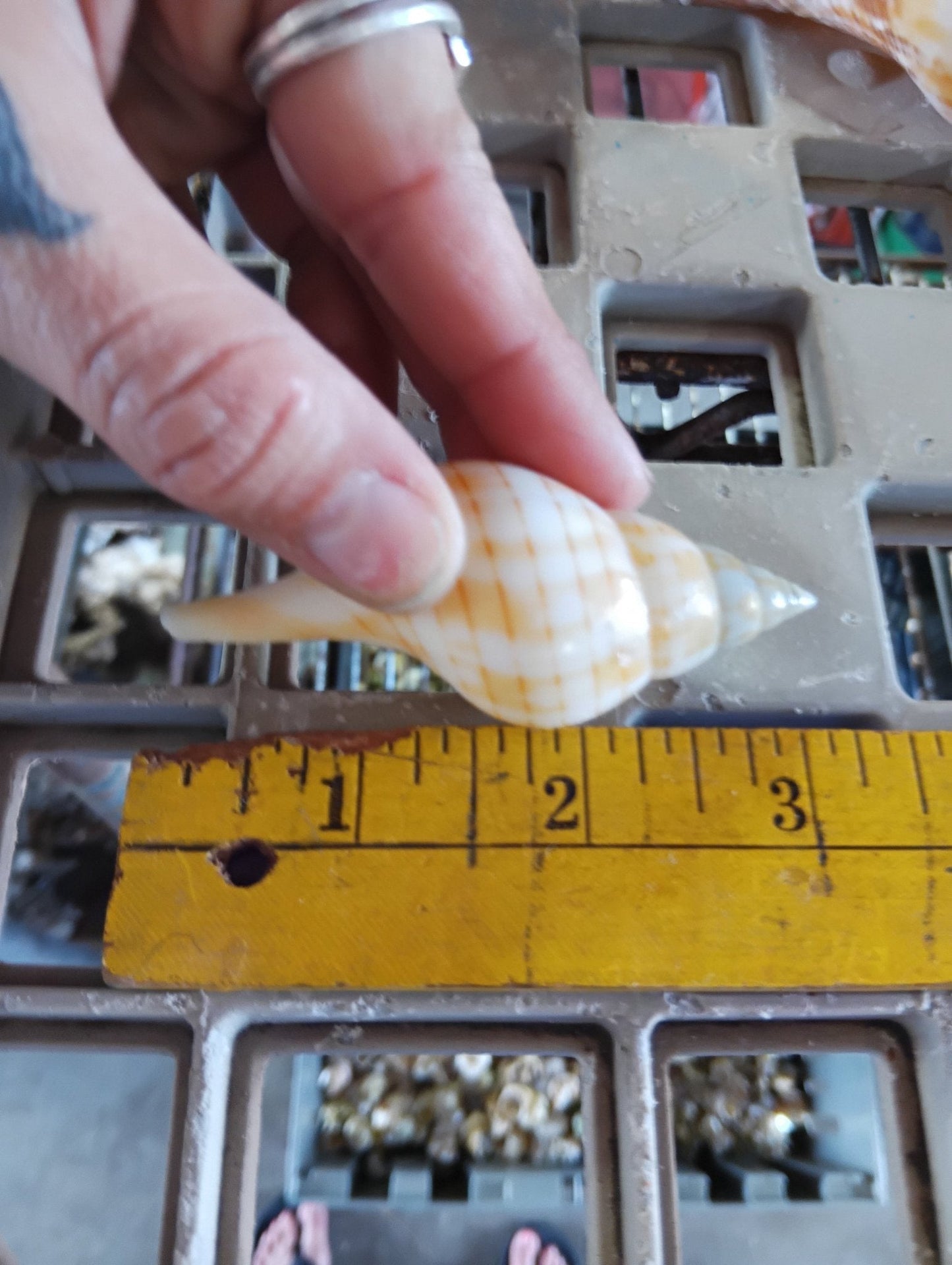 Mixed Tulip Shells (Fasciolaria Tulipa) Banded & True