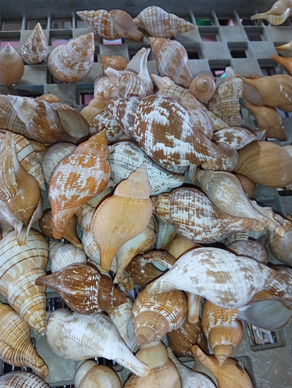 Mixed Tulip Shells (Fasciolaria Tulipa) Banded & True