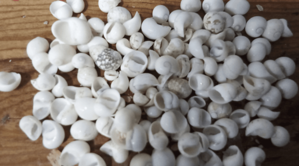 Mongo (Smaragdia Rangiana) Shell