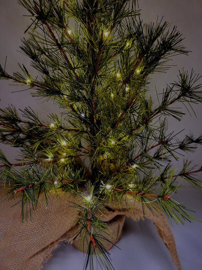 Pre-lit Bristle Pine Tree in Burlap Base - 24 inch