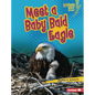 Meet a Baby Bald Eagle - Library Binding