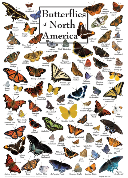 Butterflies of North America 1000 Piece Puzzle