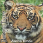 Bengal Tiger: Aakash & Adithya's Amazing Wild Facts For Toddlers - Paperback