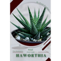 Haworthia: Prodigy Petal, Plant Guide - Paperback