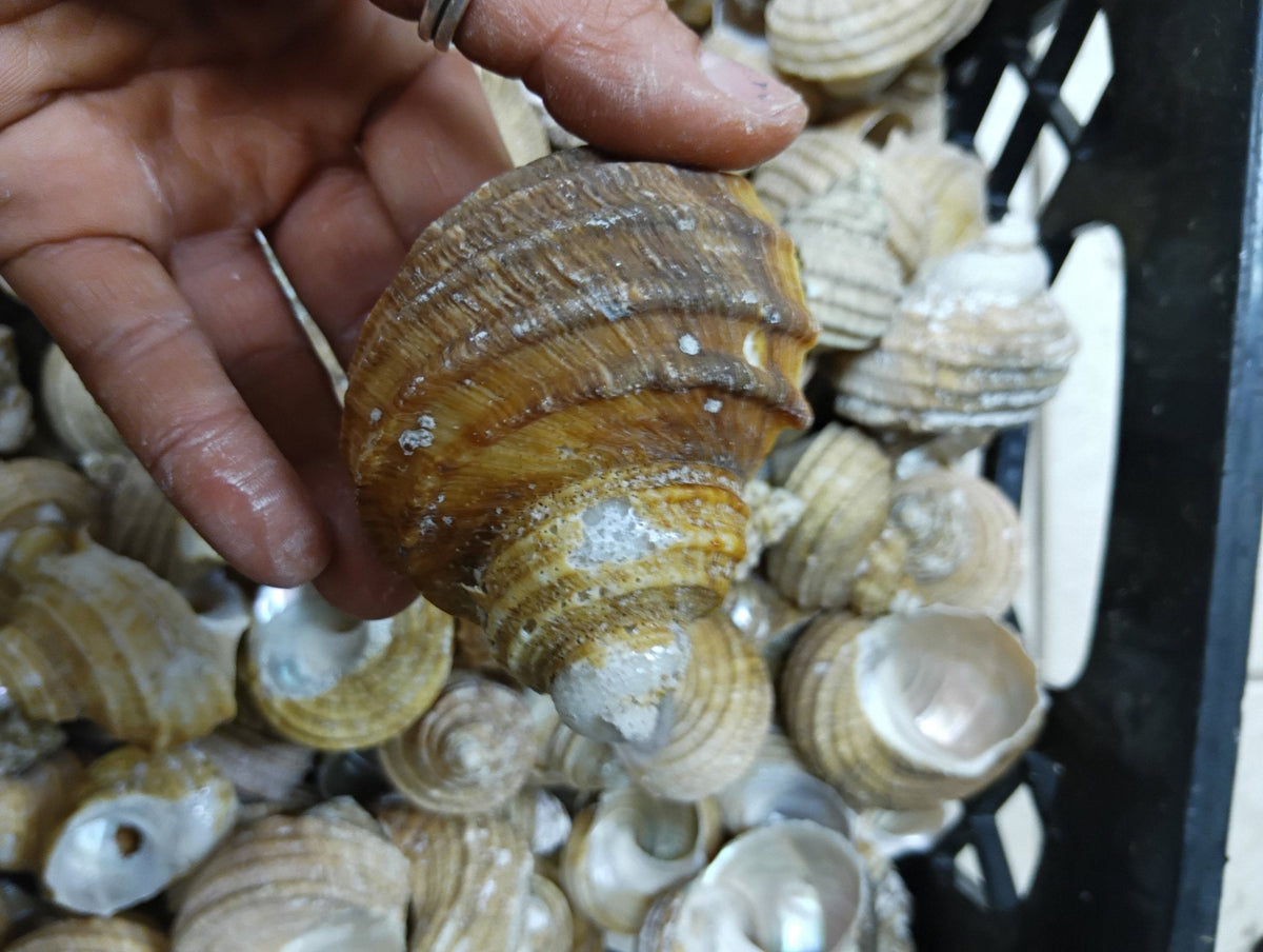 Natural Ribbed Turbo Shell