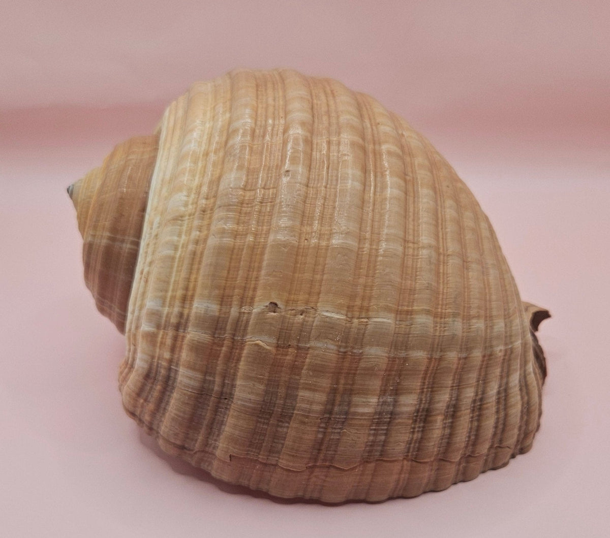 Natural Tonna Shell – 6.75"