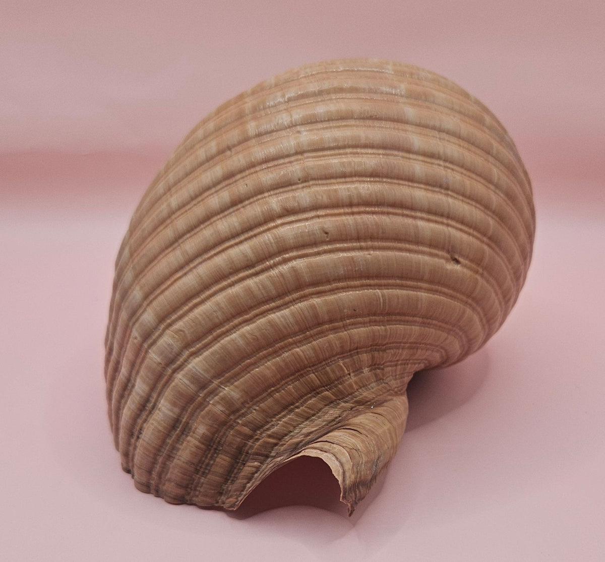 Natural Tonna Shell – 6.75"