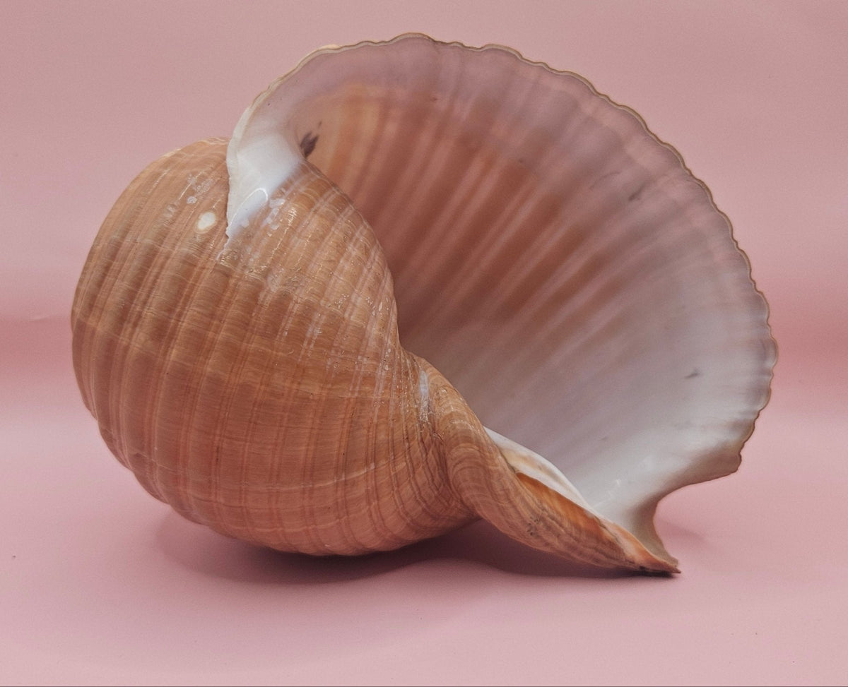 Natural Tonna Shell – 6.75"