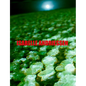 Isabelle Andriessen: Dorm - Paperback