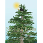 Nature Tales: The Eagle's Dilemma (First Tale in Series) - Hardcover