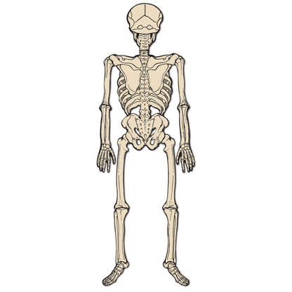 Vintage Halloween Jointed Skeleton - 4 Feet Tall