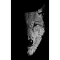 In the Company of Wolves: Werewolves, Wolves and Wild Children - Paperback