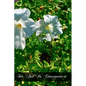 Sin And Its Consequences - Paperback