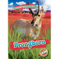 Pronghorn - Library Binding