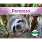 Perezoso (Sloth) - Library Binding