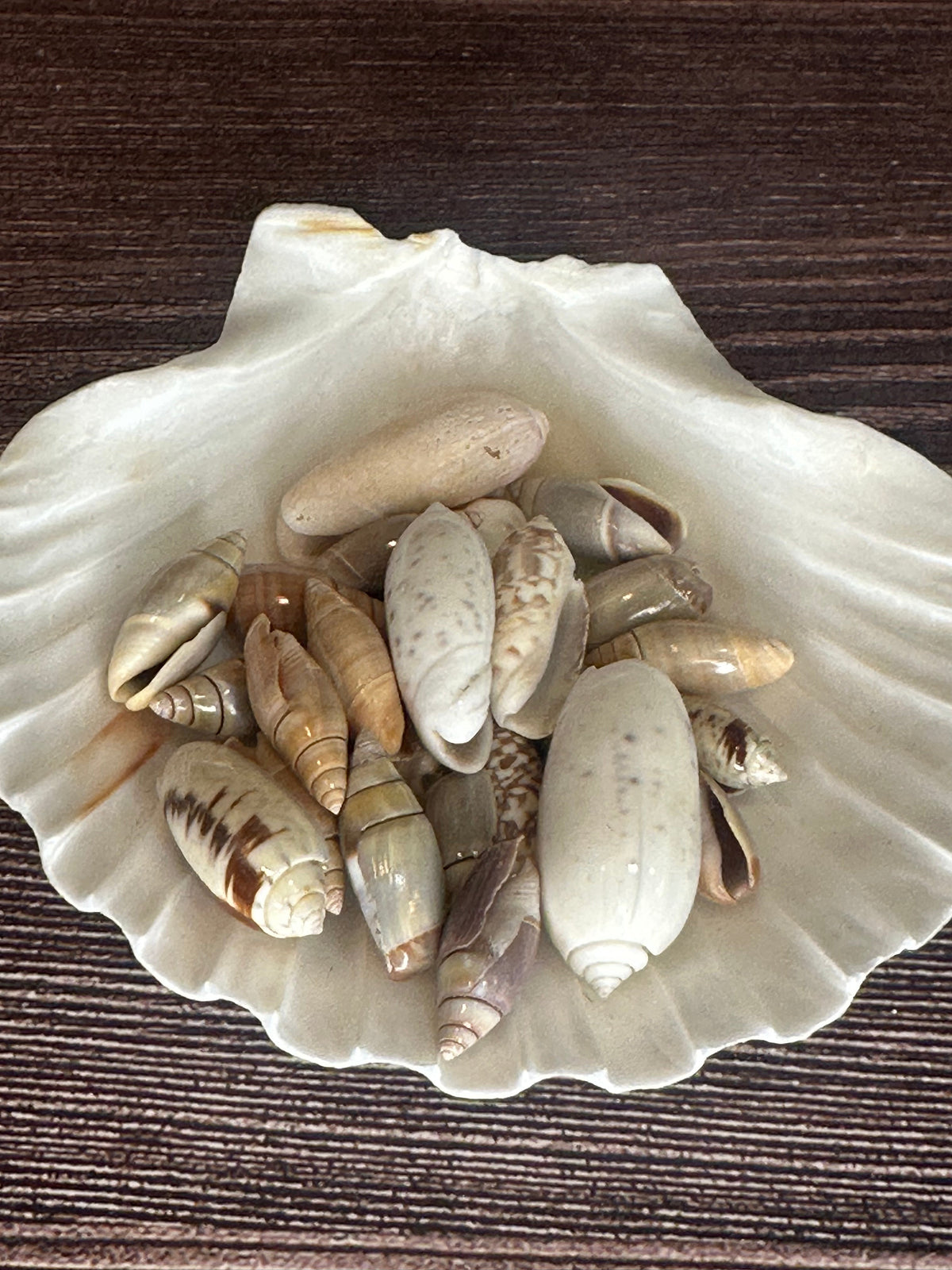 Assorted Olive Shells