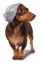 Rubies Rastafarian Pet Costume for Dogs or Cats Size XL