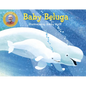 Baby Beluga - Board Book