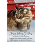Happy Meowy Christmas Devotional - Paperback