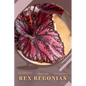 Rex Begonias: Plant Guide - Paperback