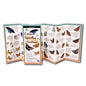 Common Butterflies of the Southwest