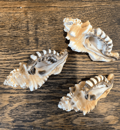 Perry Triton Conch Shell (Cymatium perryi)